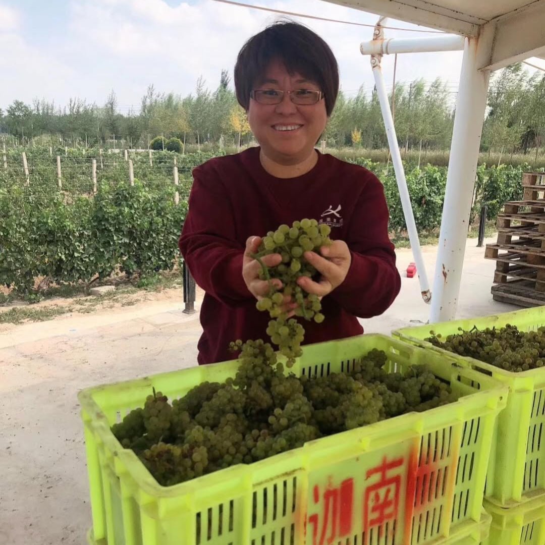 Kanaan Winery, `Pretty Pony` Ningxia Cabernet Sauvignon Merlot - Latitude Wine & Liquor Merchant