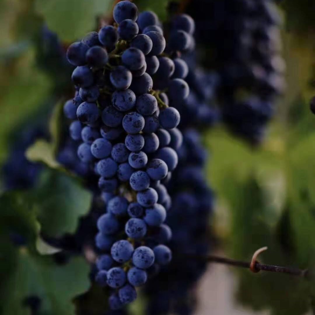 Kanaan Winery, `Pretty Pony` Ningxia Cabernet Sauvignon Merlot - Latitude Wine & Liquor Merchant