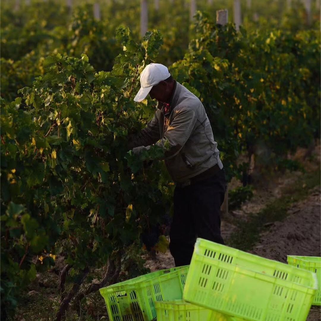Kanaan Winery, `Pretty Pony` Ningxia Cabernet Sauvignon Merlot - Latitude Wine & Liquor Merchant