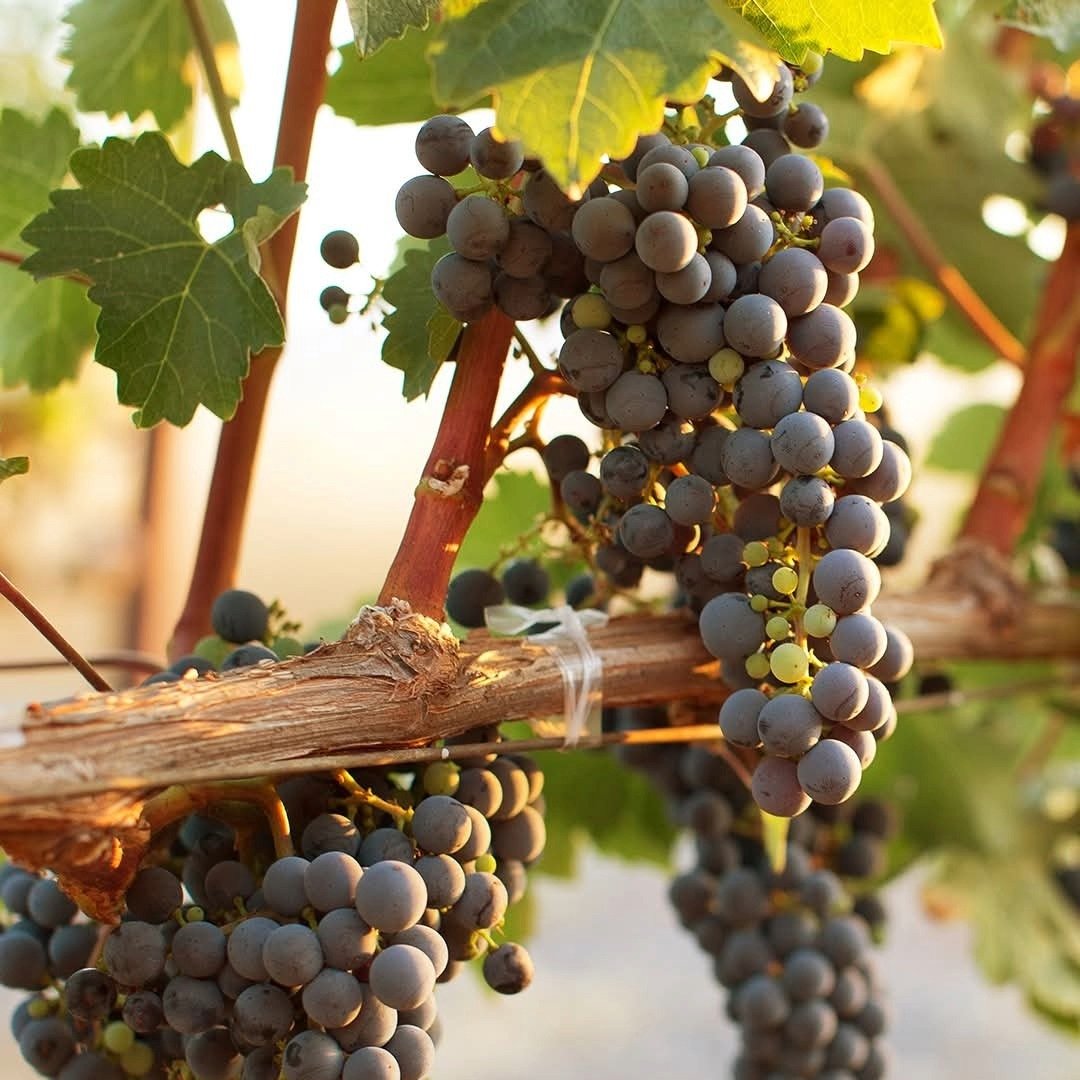 Kendall - Jackson Vinter's Reserve Zinfandel - Latitude Wine & Liquor Merchant