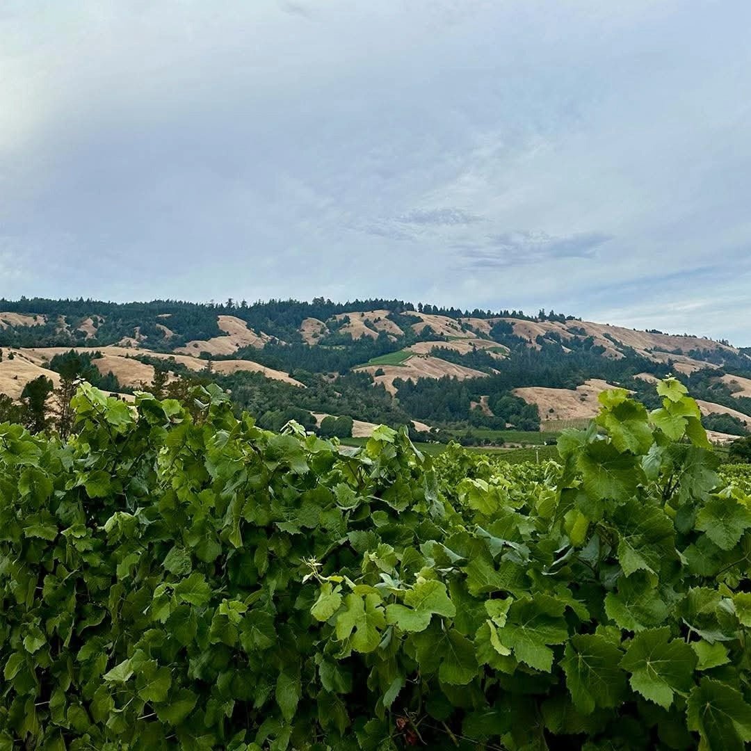Kendall - Jackson Vinter's Reserve Zinfandel - Latitude Wine & Liquor Merchant