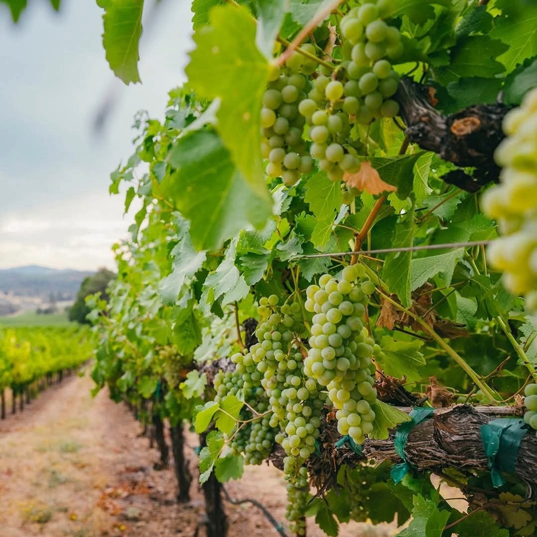 Kendall - Jackson Vinter's Reserve Zinfandel - Latitude Wine & Liquor Merchant