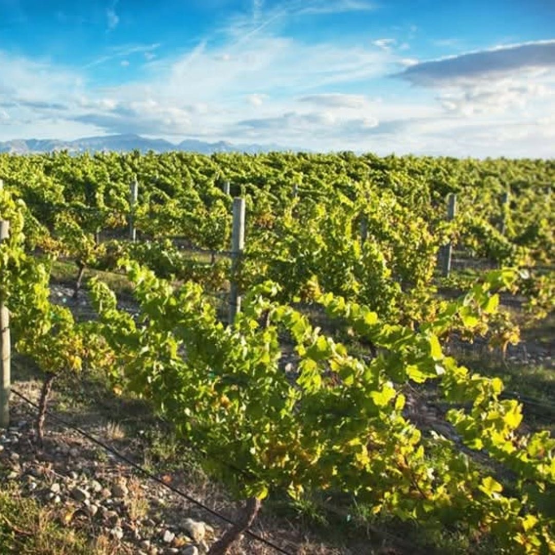 Kim Crawford Sauvignon Blanc - Latitude Wine & Liquor Merchant
