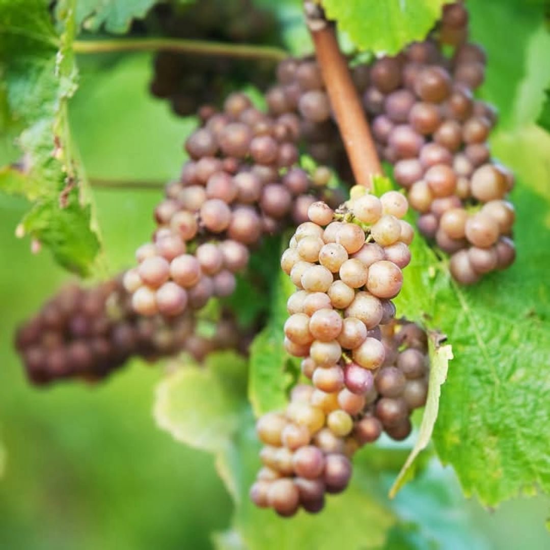 Kim Crawford Sauvignon Blanc - Latitude Wine & Liquor Merchant