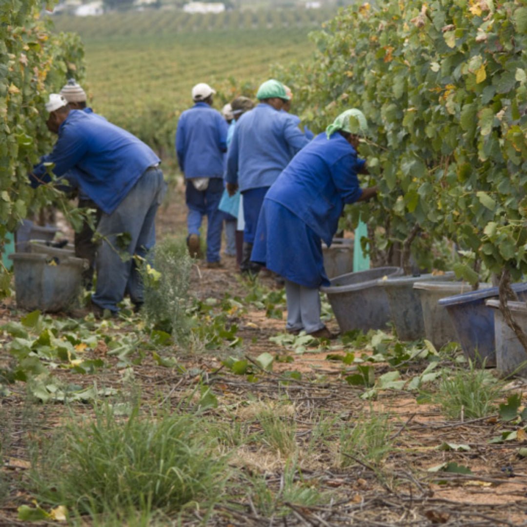 Klippenkop Syrah
