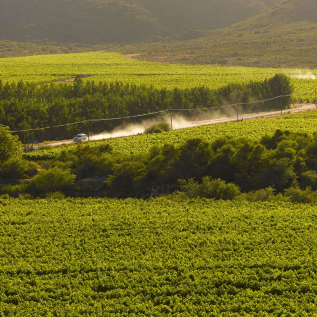 Klippenkop Syrah - Latitude Wine & Liquor Merchant
