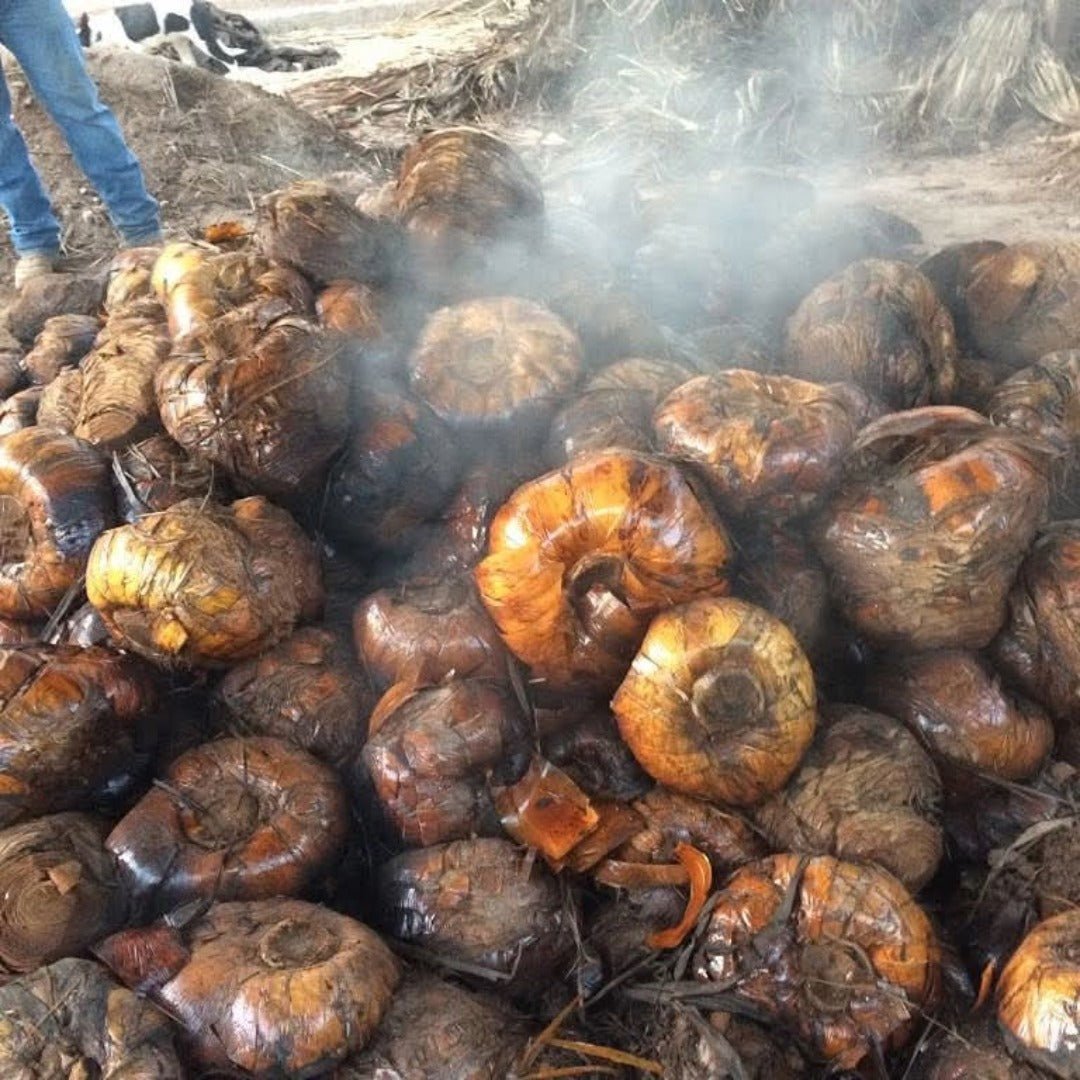 La Higuera Sotol - Dasylirion Wheeleri