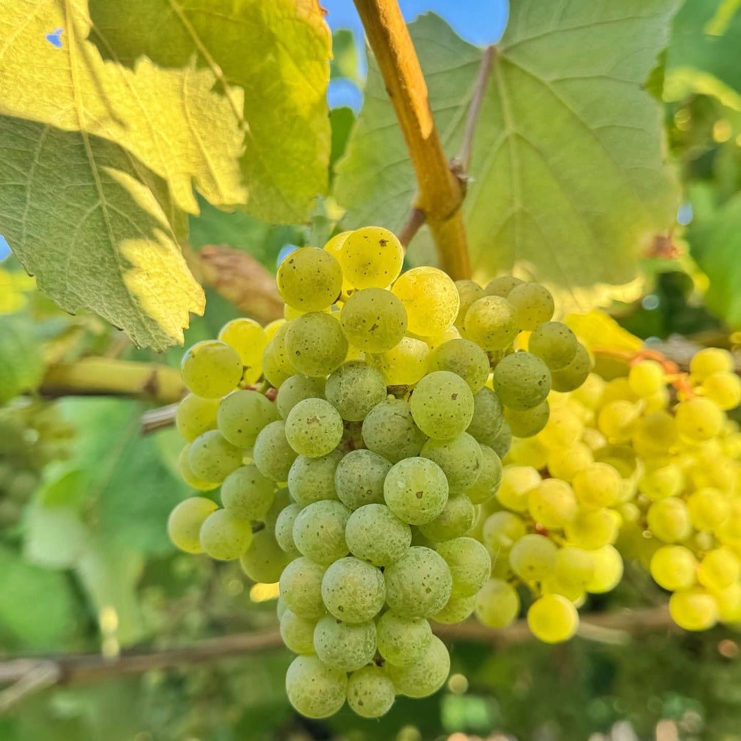 La Huida Albarino - Latitude Wine & Liquor Merchant