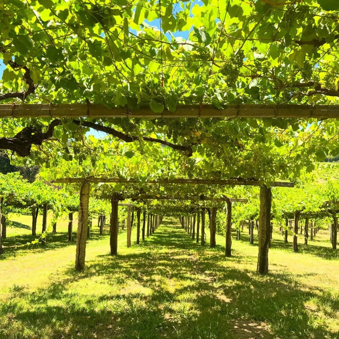 La Huida Albarino - Latitude Wine & Liquor Merchant