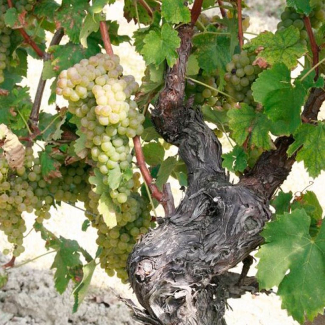 La Rifra Desio Merlot Garda - Latitude Wine & Liquor Merchant