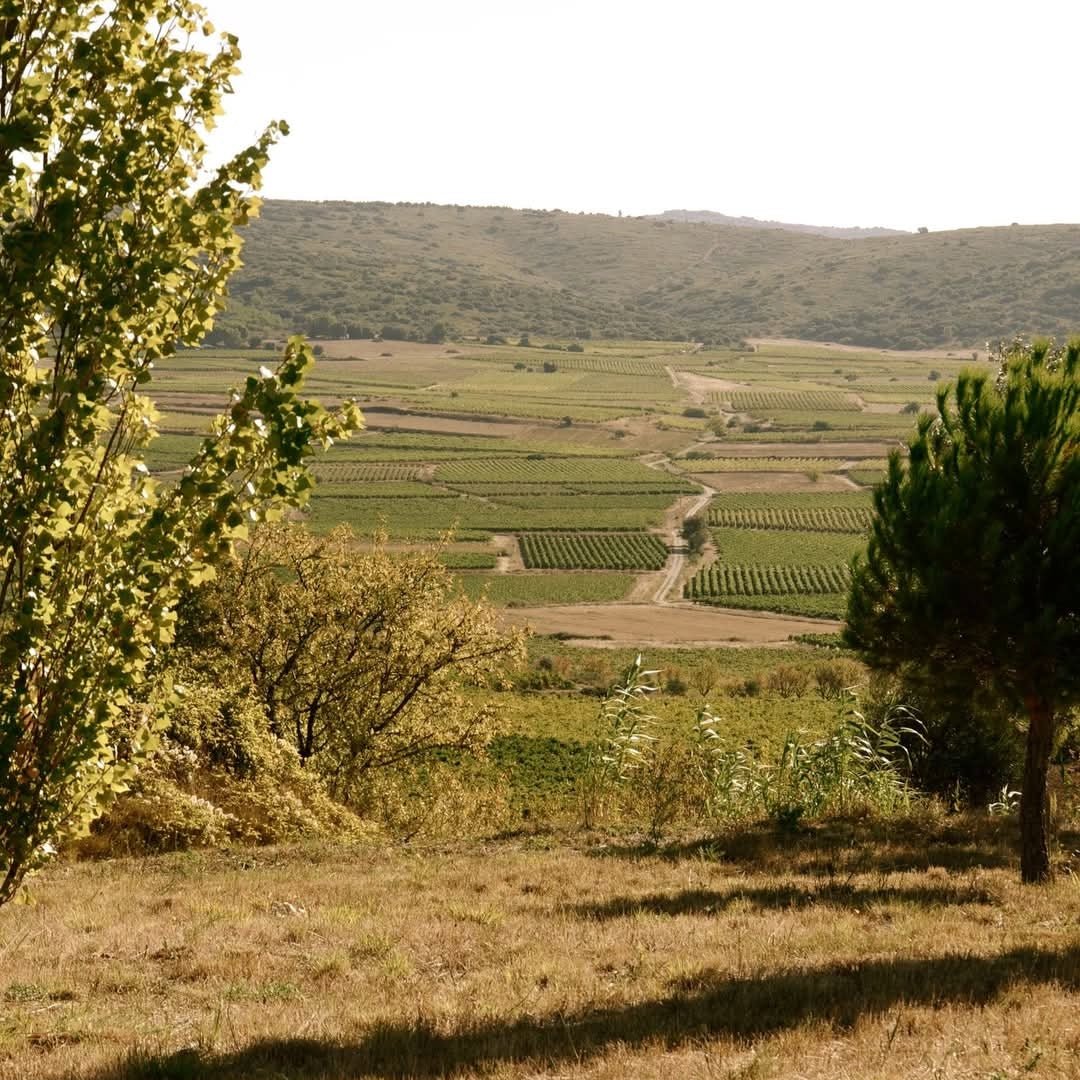 La Vicomte Authentique Cabernet Sauvignon - Latitude Wine & Liquor Merchant