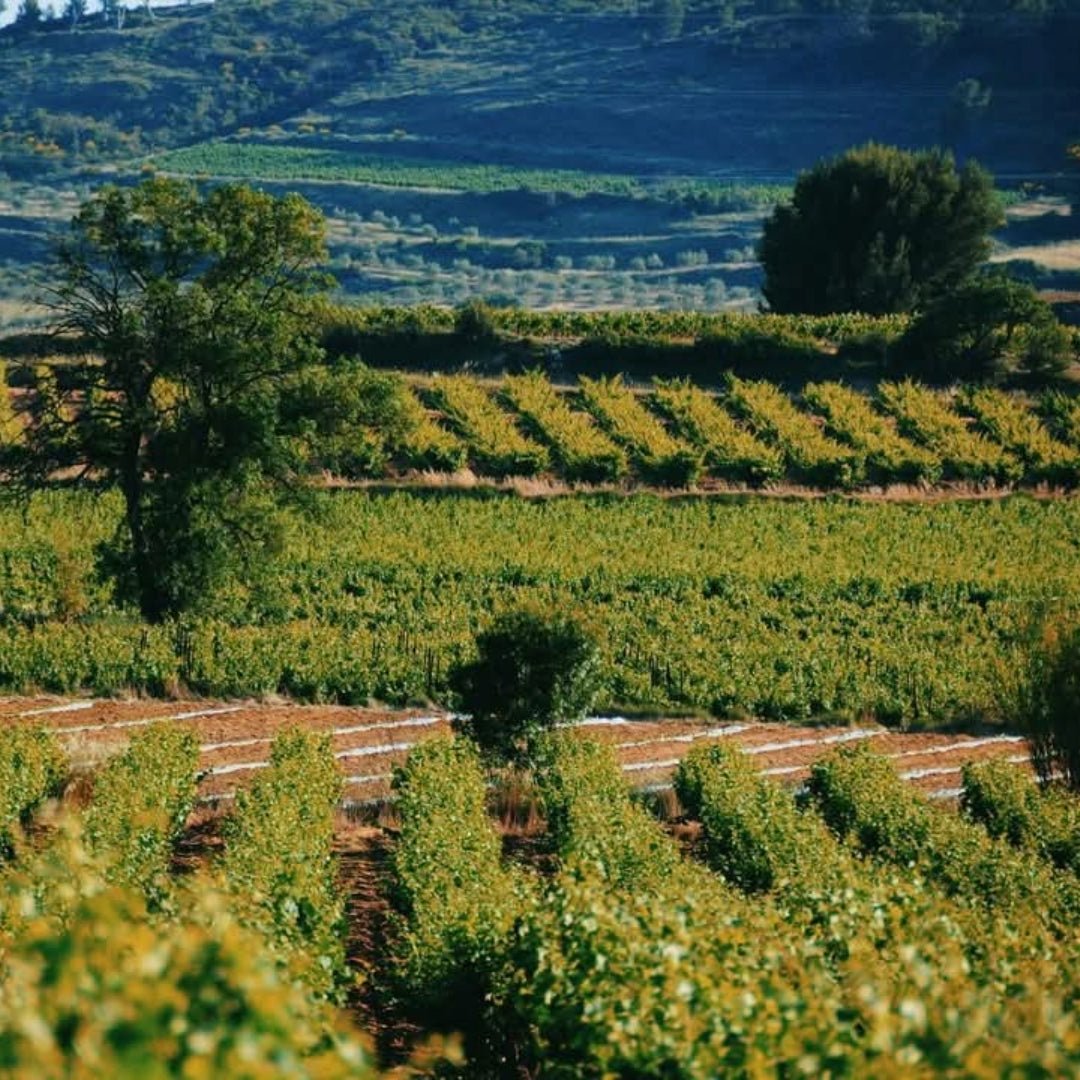 La Vicomte Authentique Cabernet Sauvignon - Latitude Wine & Liquor Merchant