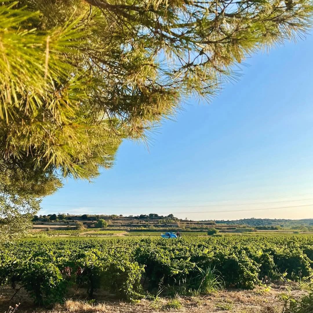 La Vicomte Less But More Sparkling Merlot