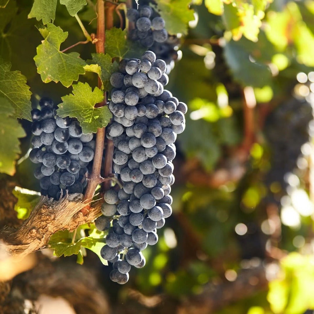 Le Riche Stellenbosch Cabernet Sauvignon
