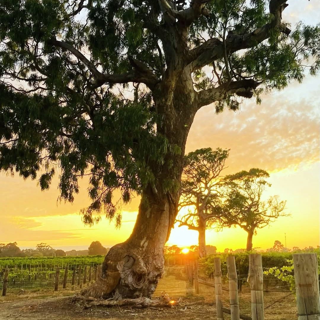 Leconfield Coonawarra Petit Verdot - Latitude Wine & Liquor Merchant