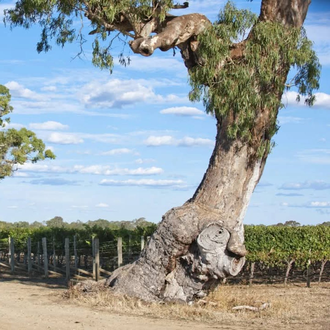 Leconfield Coonawarra Petit Verdot - Latitude Wine & Liquor Merchant