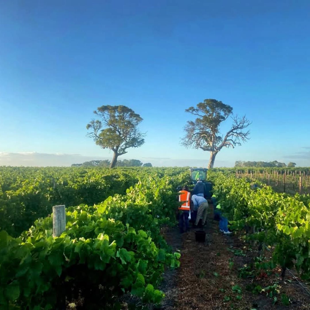 Leconfield Coonawarra Petit Verdot - Latitude Wine & Liquor Merchant