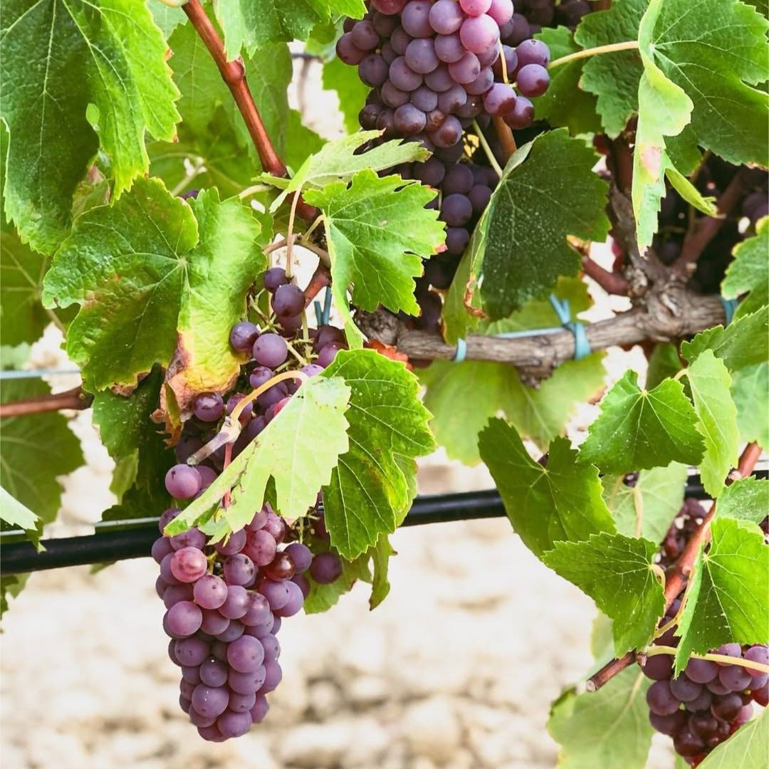 Llunari Herencia Altes - Latitude Wine & Liquor Merchant