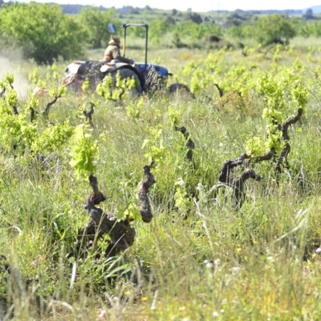 Llunari Herencia Altes - Latitude Wine & Liquor Merchant