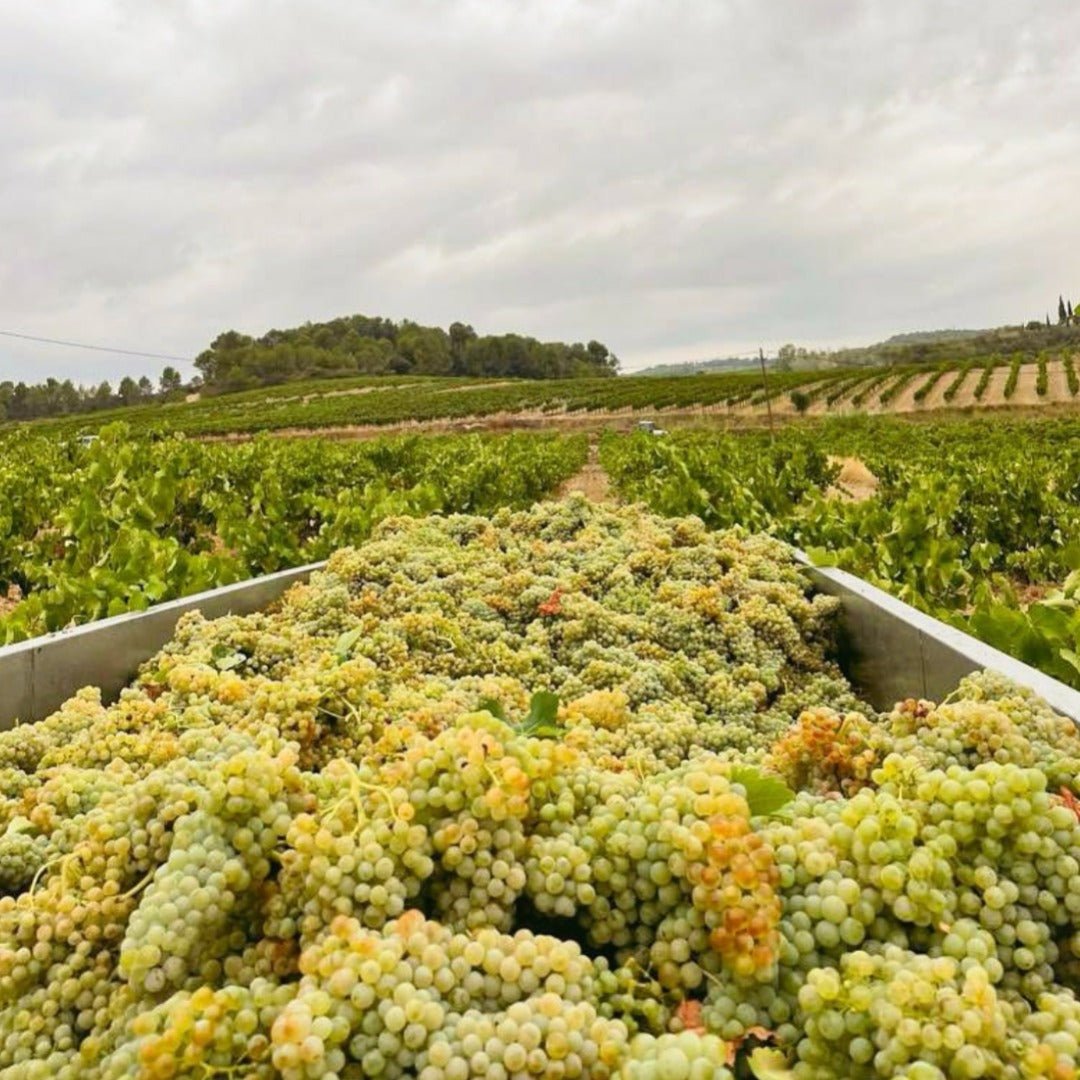 Llunari Herencia Altes - Latitude Wine & Liquor Merchant
