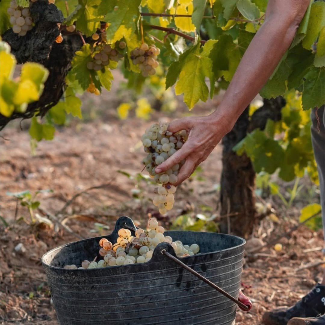 Llunari Herencia Altes - Latitude Wine & Liquor Merchant