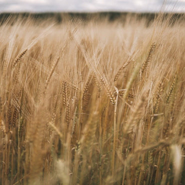 Lochlea Cask Strength Batch 3 - Latitude Wine & Liquor Merchant