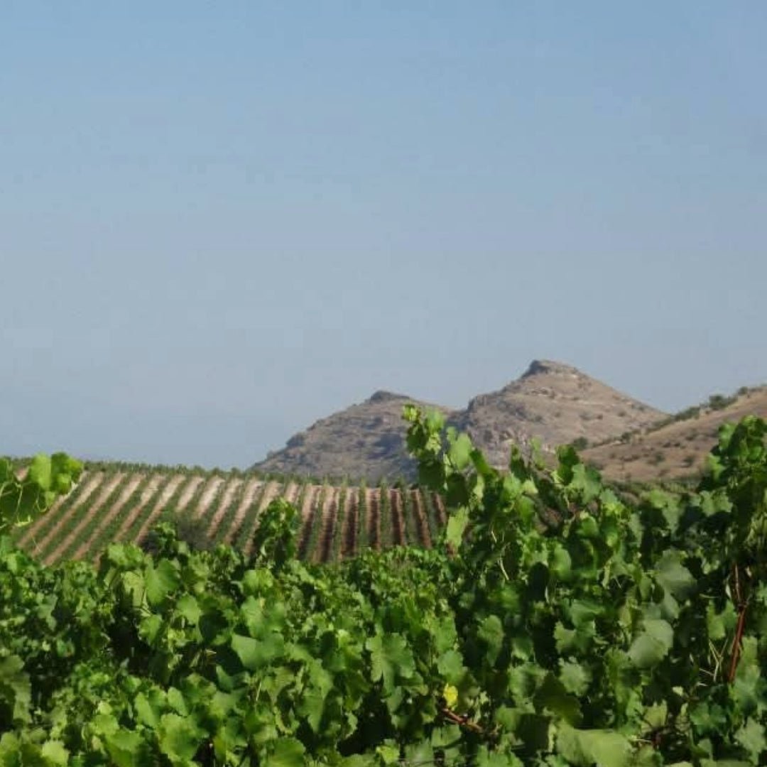Logodaj Winery Melnik 55