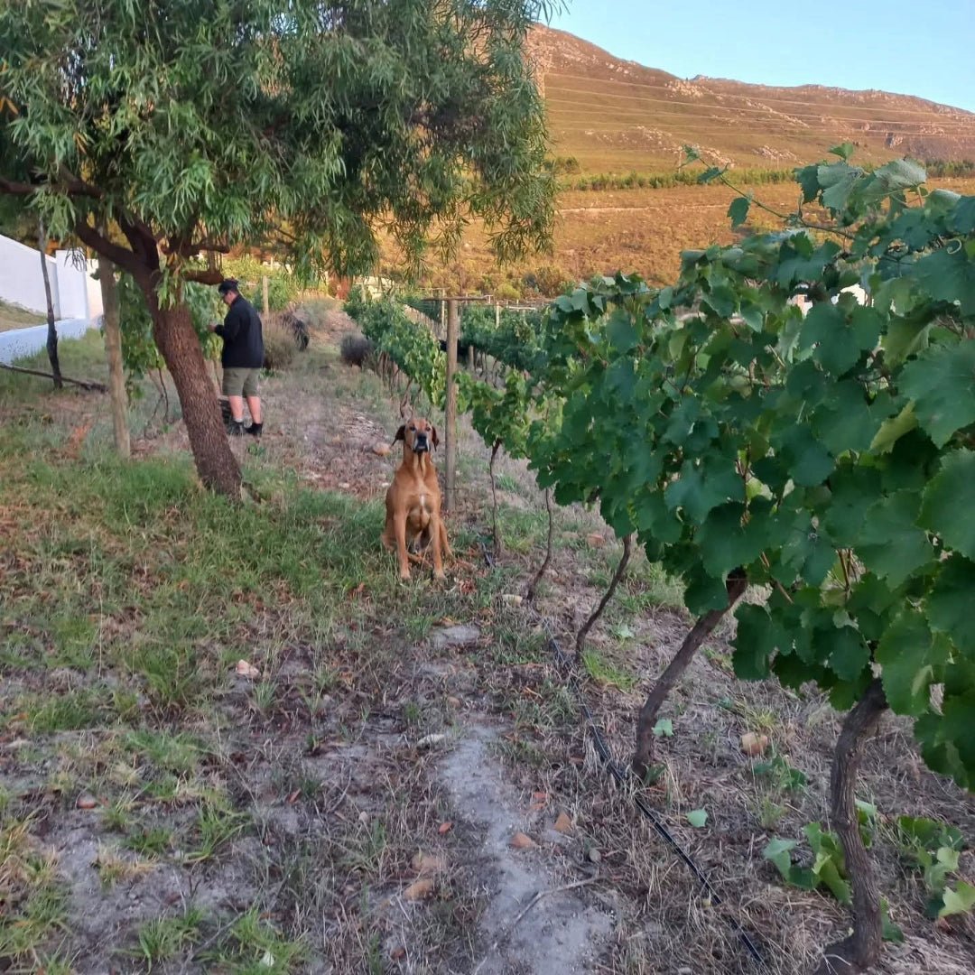 Luddite 'The Saboteur' Red Blend - Latitude Wine & Liquor Merchant