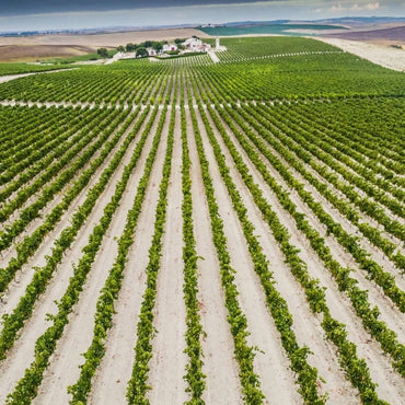 Lustau Manzanilla Papirusa 37.5cl - Latitude Wine & Liquor Merchant