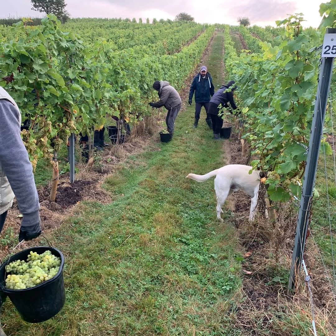 Lyme Bay Pinot Noir - Latitude Wine & Liquor Merchant