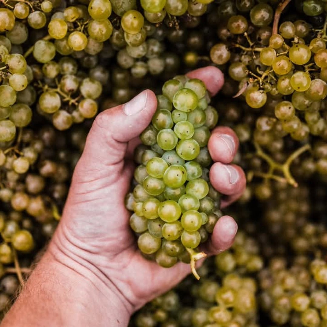 Lyme Bay Pinot Noir - Latitude Wine & Liquor Merchant