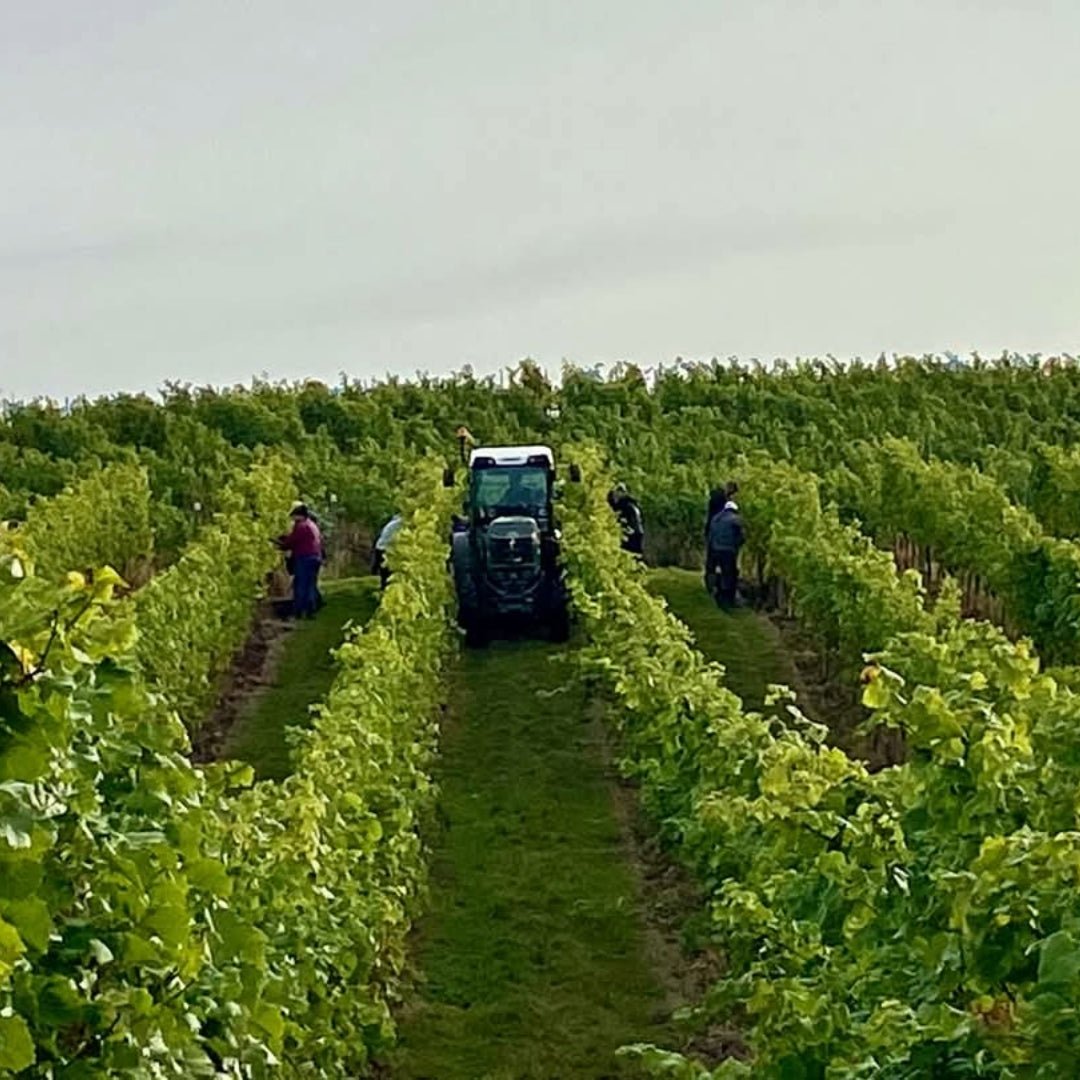 Lyme Bay Pinot Noir - Latitude Wine & Liquor Merchant