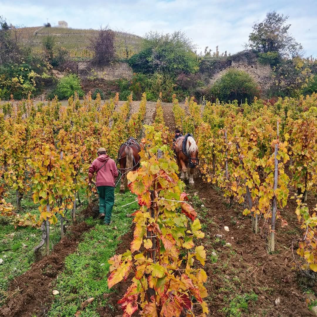 M. Chapoutier Marius Vermentino - Latitude Wine & Liquor Merchant