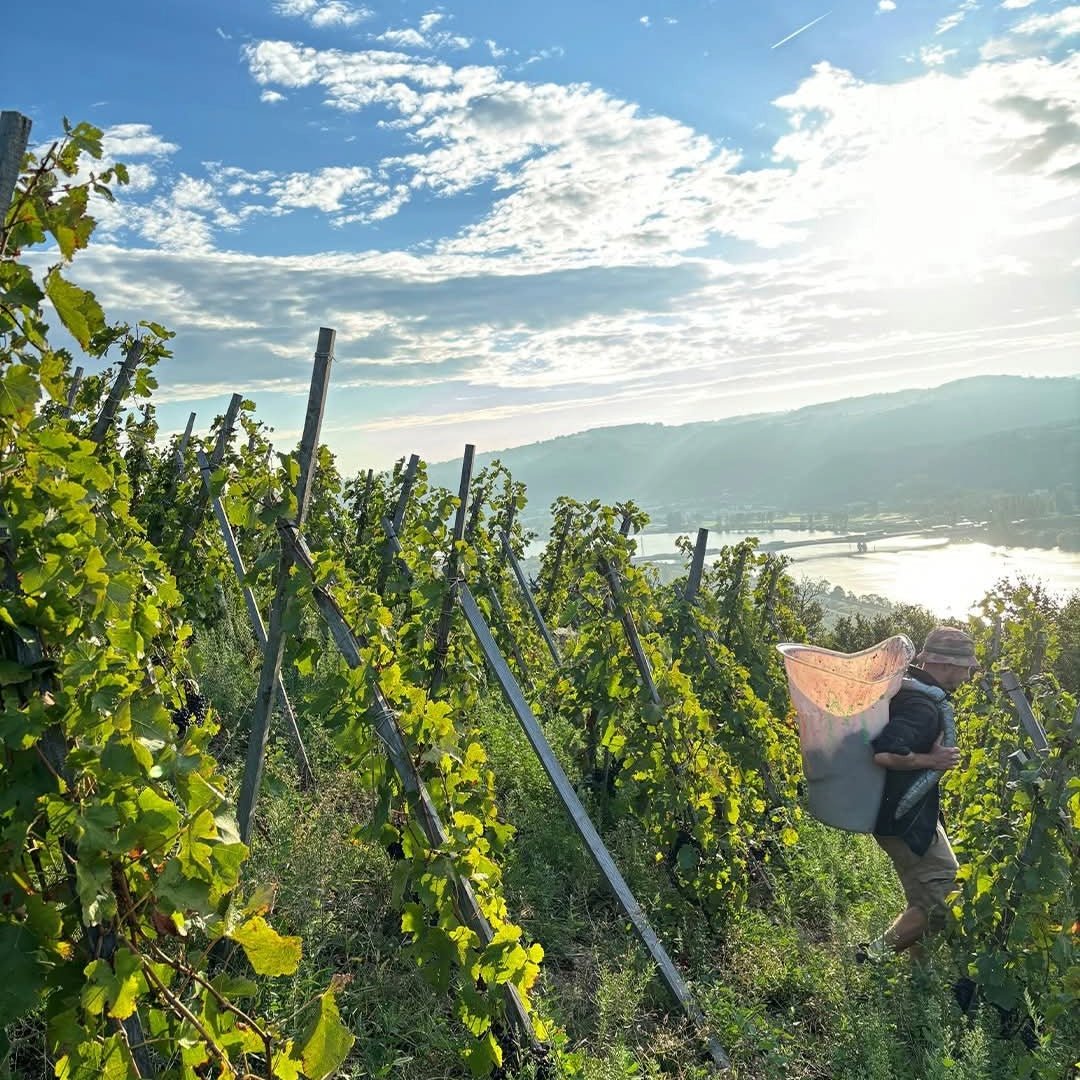 M. Chapoutier Marius Vermentino - Latitude Wine & Liquor Merchant