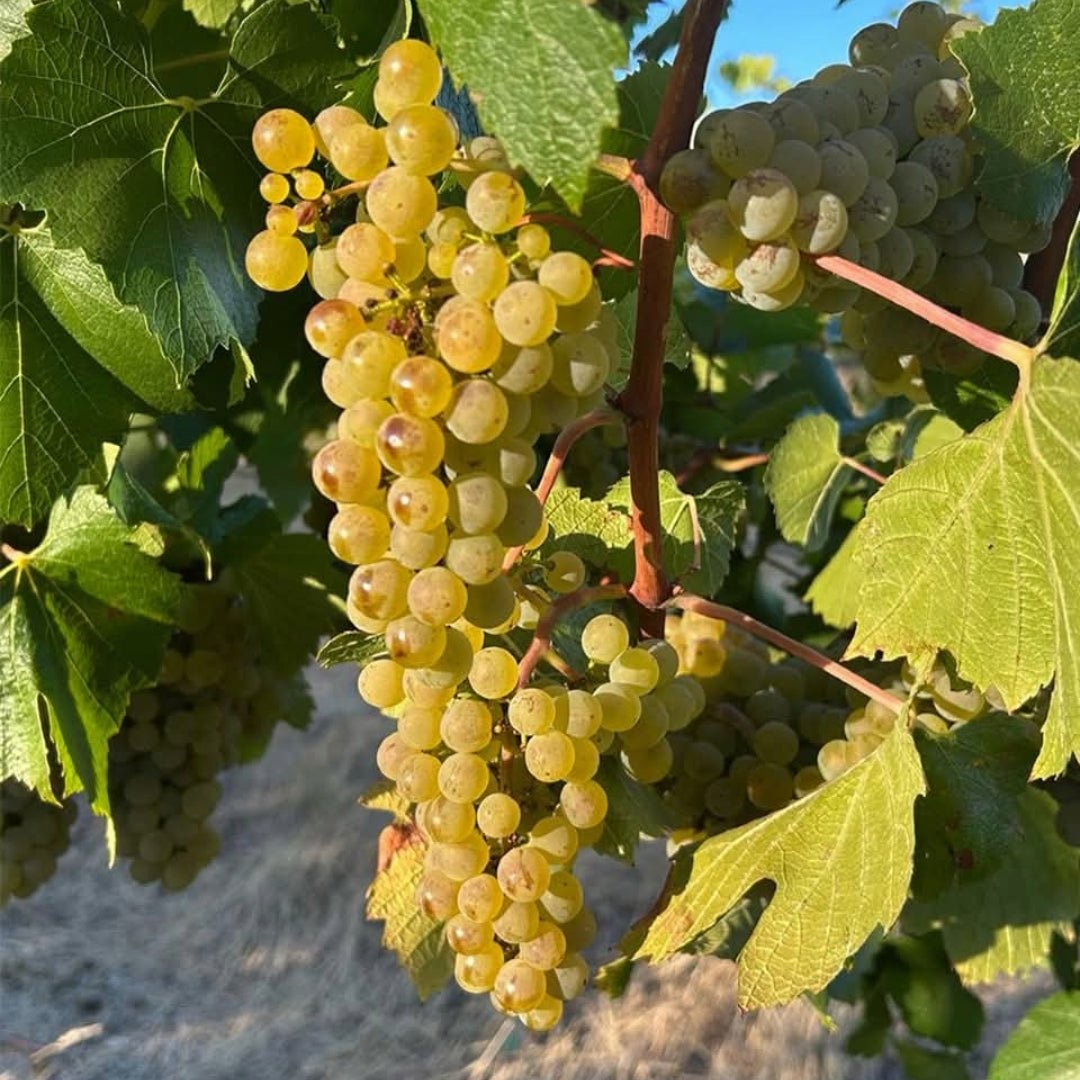 M. Chapoutier Marius Vermentino - Latitude Wine & Liquor Merchant