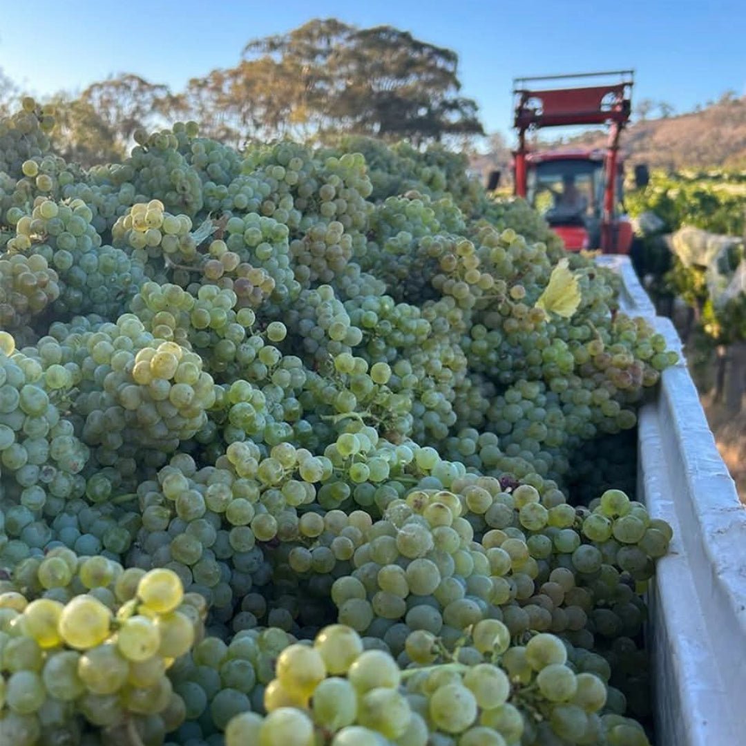 M. Chapoutier Marius Vermentino - Latitude Wine & Liquor Merchant
