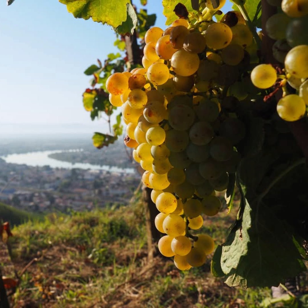 M. Chapoutier Marius Vermentino - Latitude Wine & Liquor Merchant