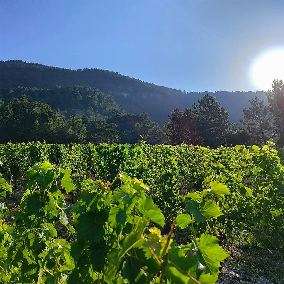 M. Chapoutier Marius Vermentino - Latitude Wine & Liquor Merchant
