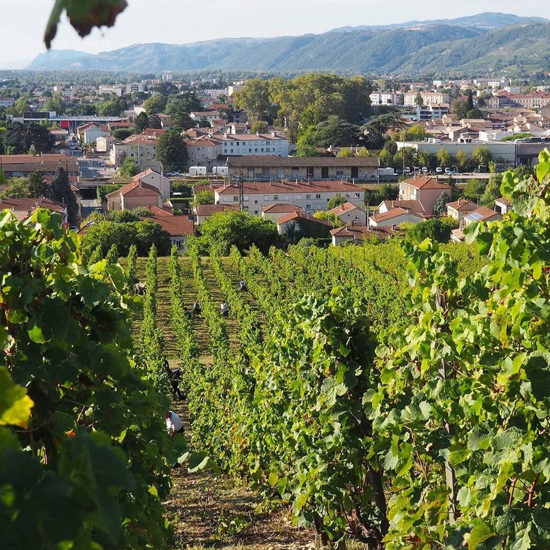 M. Chapoutier Marius Vermentino - Latitude Wine & Liquor Merchant