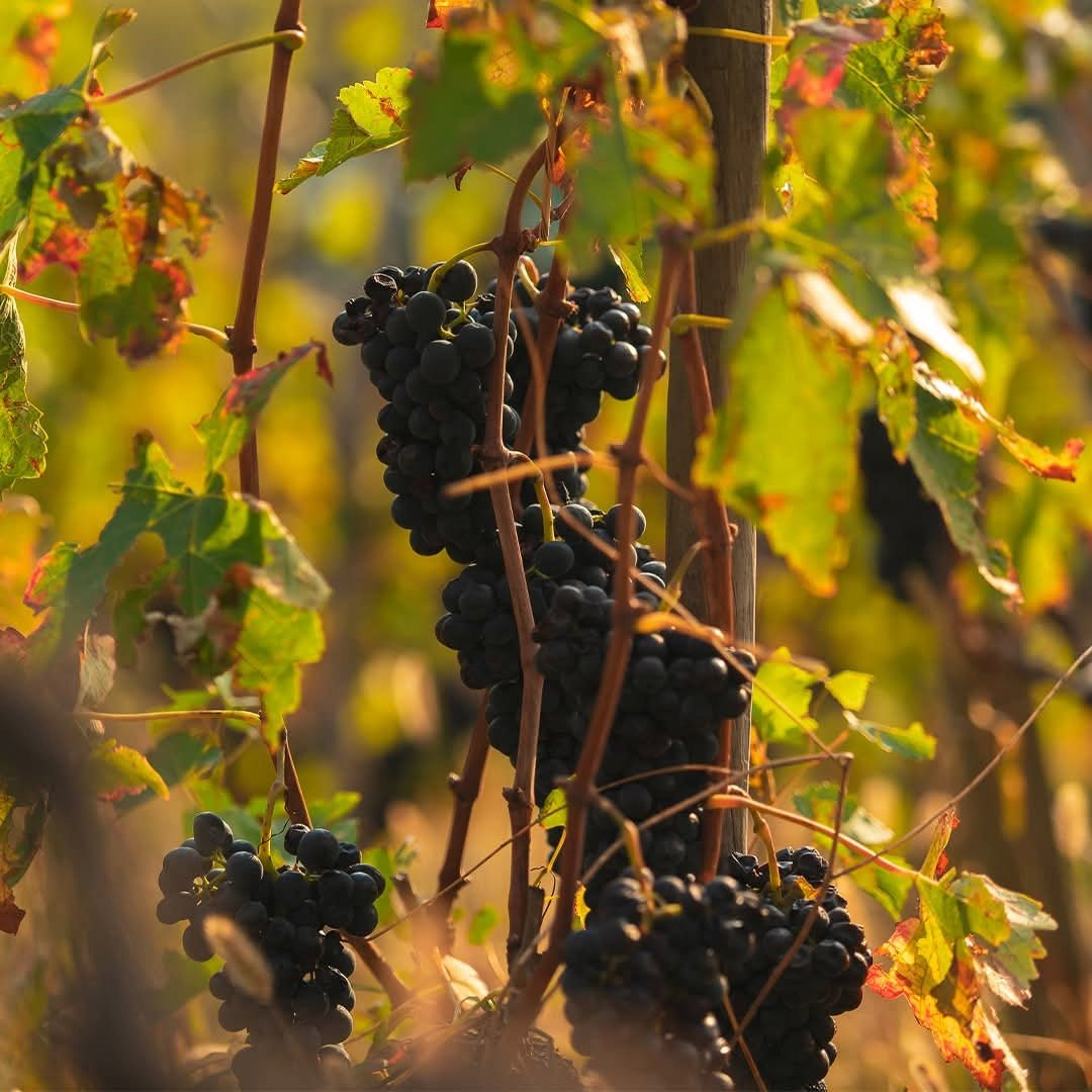 Maison Les Alexandrins Saint - Joseph - Latitude Wine & Liquor Merchant