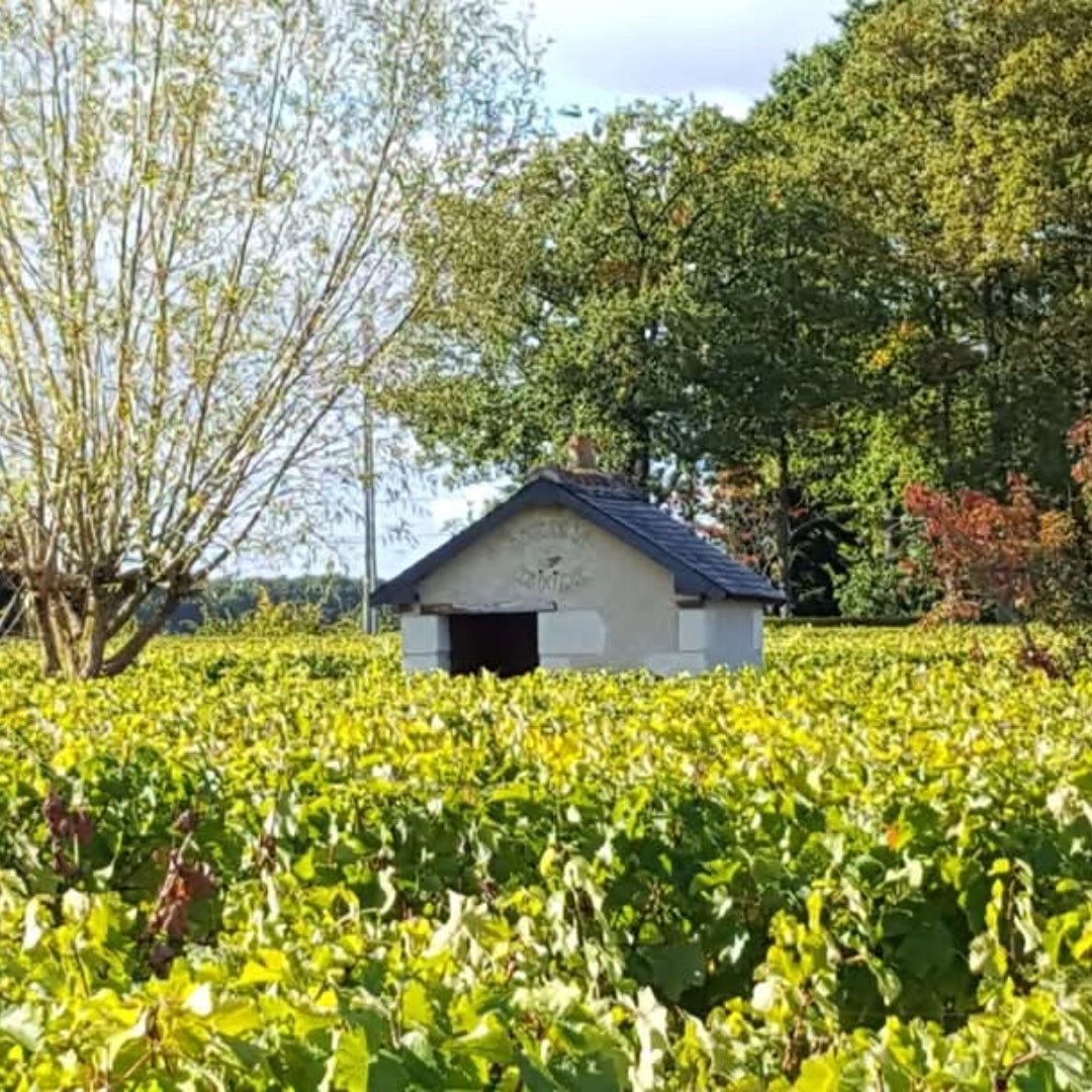 Maison Peltier Vouvray Sec - Latitude Wine & Liquor Merchant