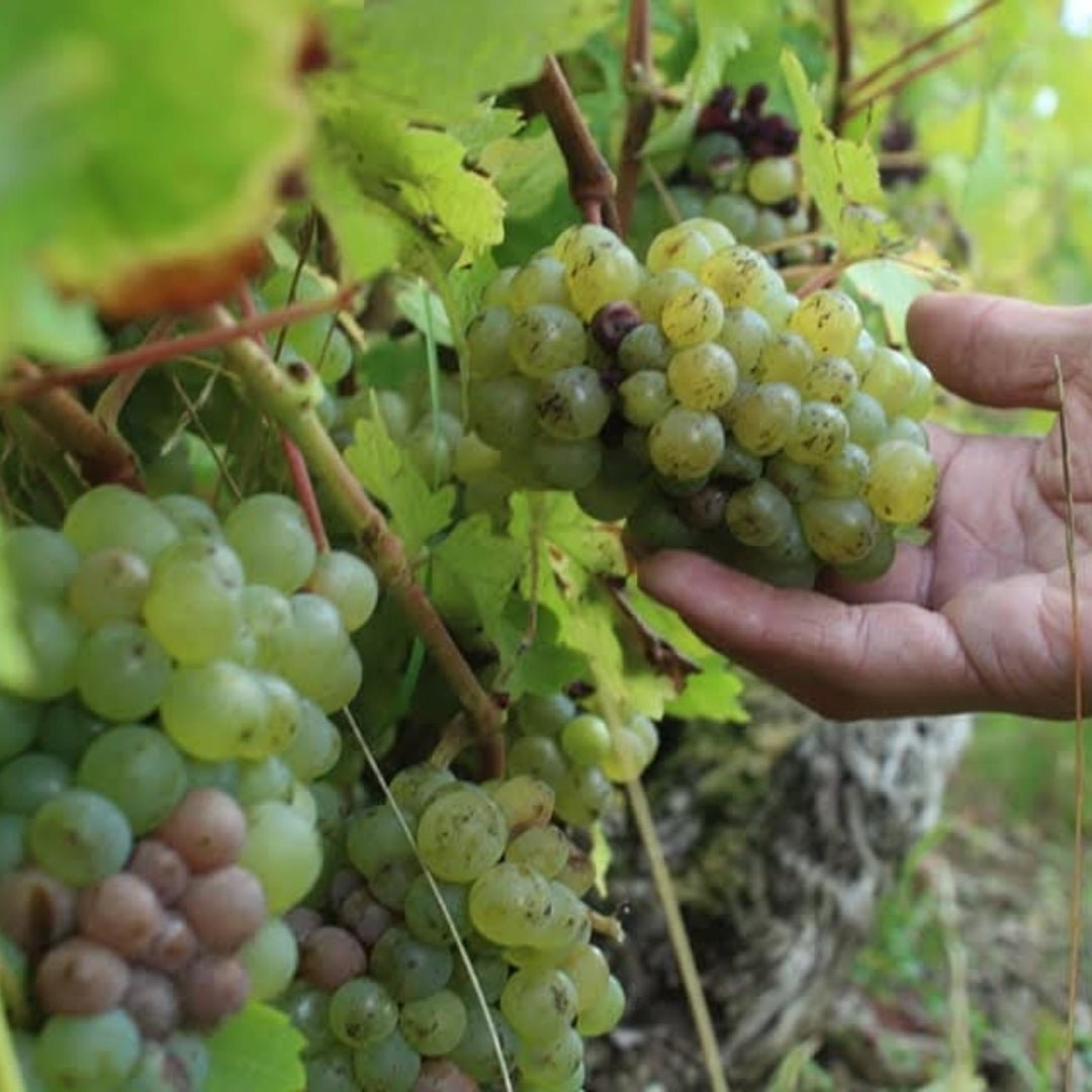 Maison Peltier Vouvray Sec - Latitude Wine & Liquor Merchant