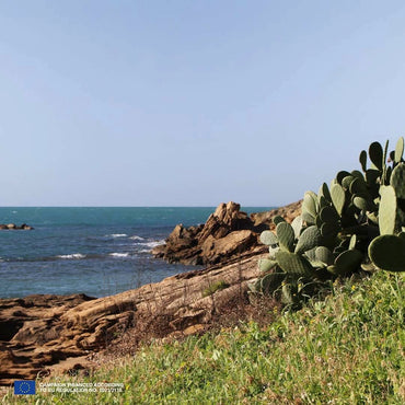 Mandrarossa Zibibbo Secco - Latitude Wine & Liquor Merchant