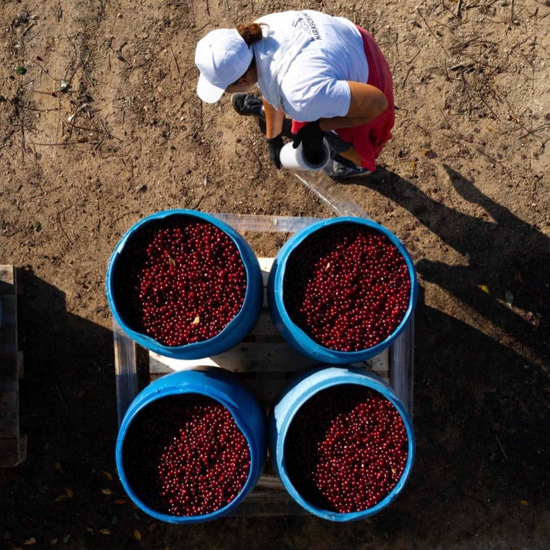 Maraska Cherry Brandy - Latitude Wine & Liquor Merchant