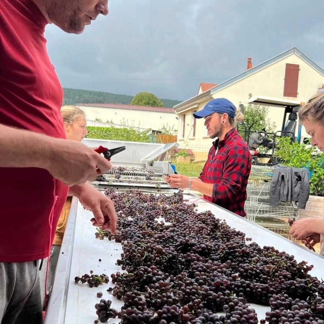 Marchand Grillot Gevrey-Chambertin En Songe