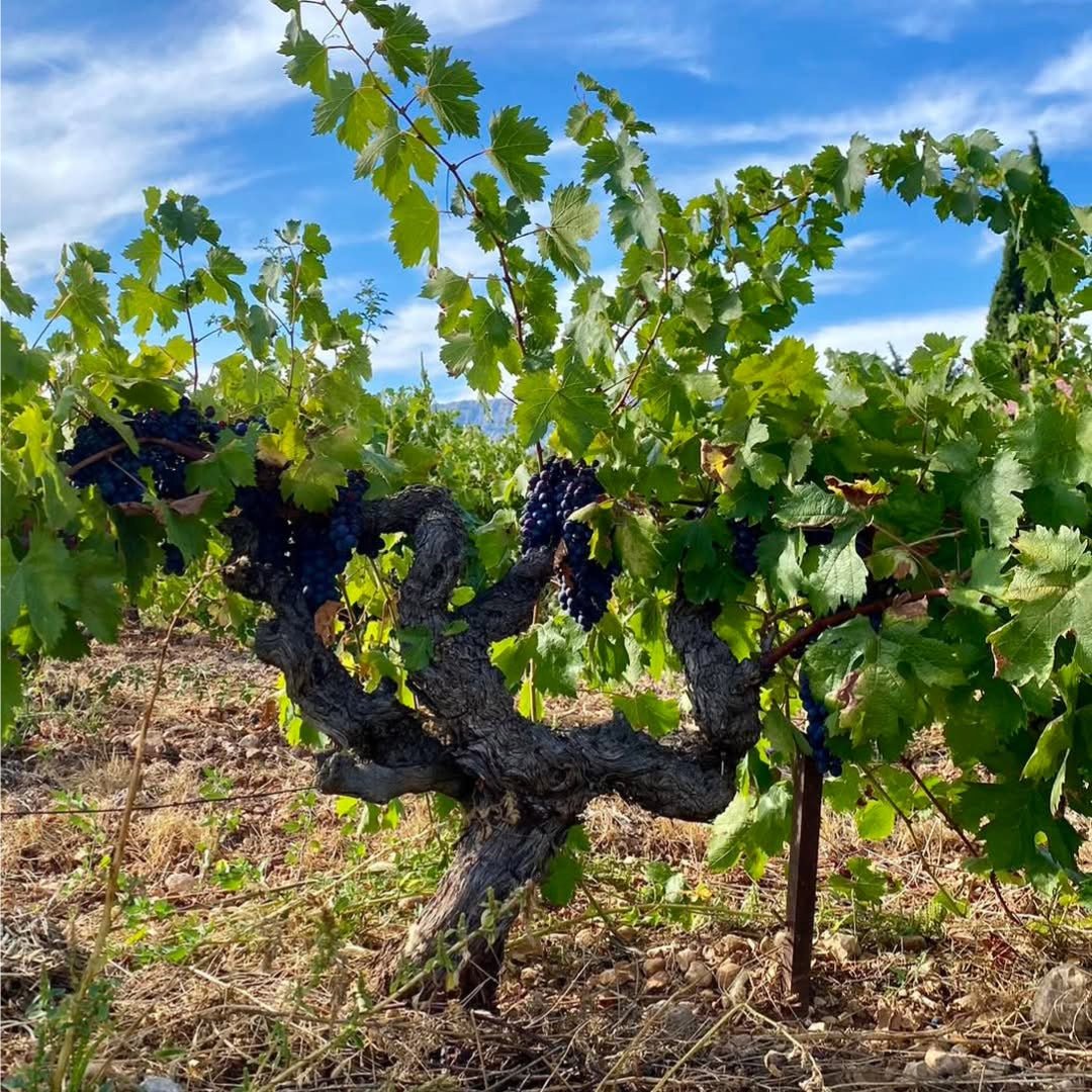Mas de Cadenet Cotes de Provence Rose - Latitude Wine & Liquor Merchant