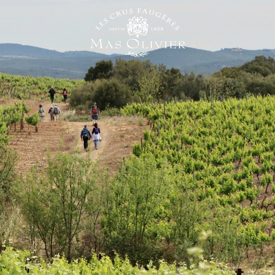 Mas Olivier Faugeres Rouge - Latitude Wine & Liquor Merchant