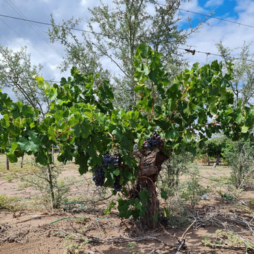 Matias Morcos Criolla Chica - Latitude Wine & Liquor Merchant