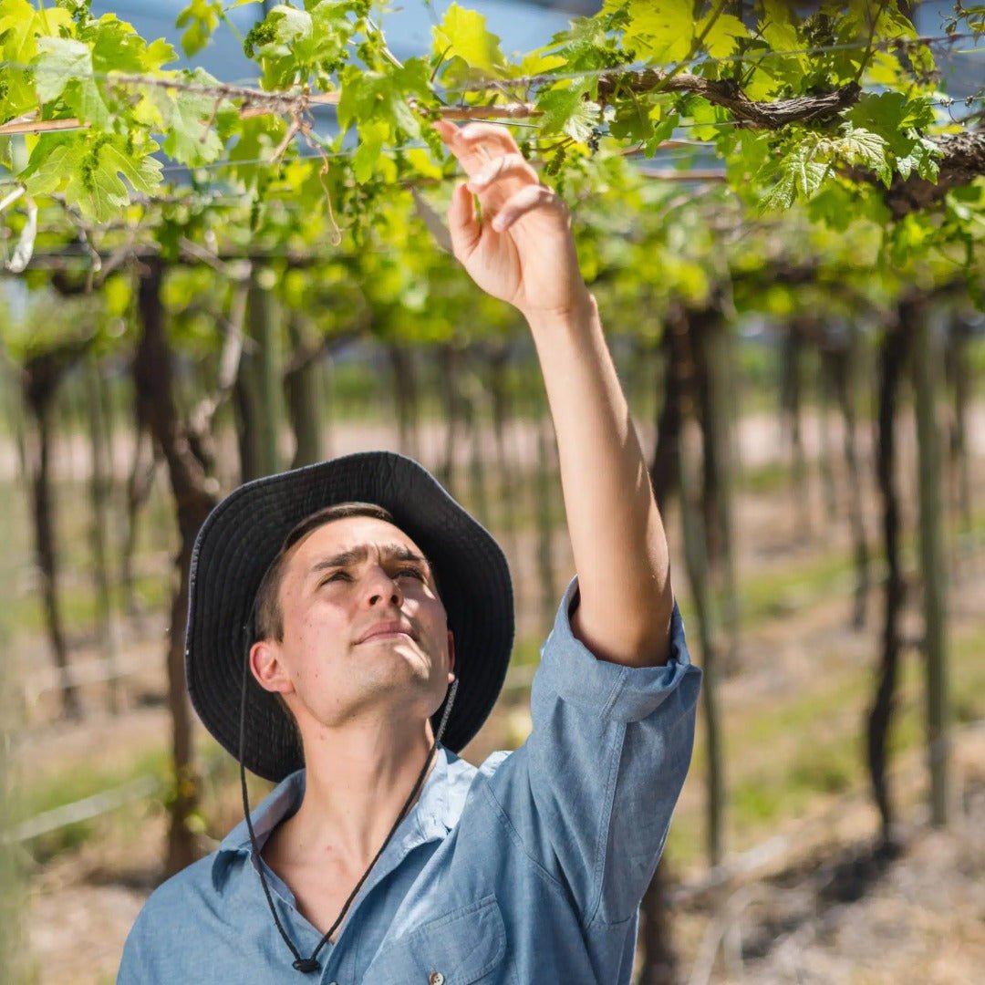 Matias Morcos Criolla Chica - Latitude Wine & Liquor Merchant