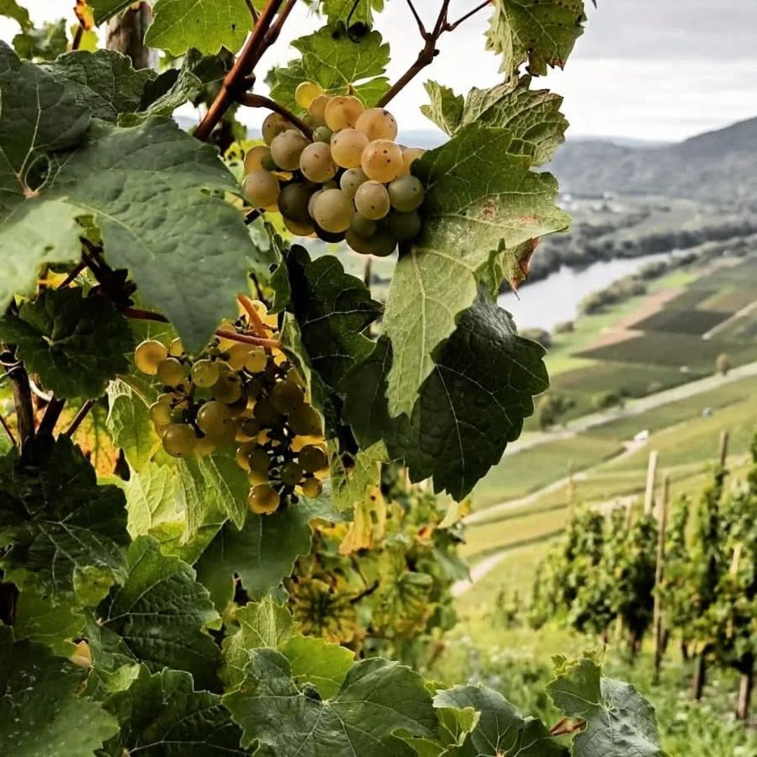 Max Ferdinand Richter Graacher Himmelreich Riesling Auslese - Latitude Wine & Liquor Merchant